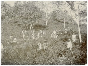 Tea pickers on Estate