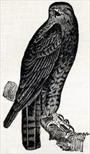 The American red-tailed buzzard (Buteo borealis) is commonly known as a hen-hawk. This