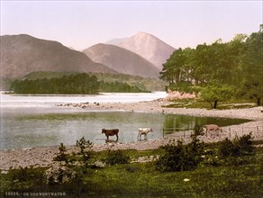 Cows at Derwentwater.