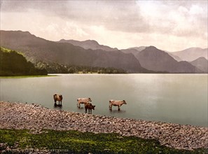 Cows at Derwentwater.