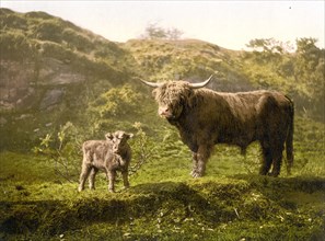 Highland cattle, calf and bull.