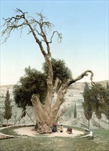 Abraham's tree Mamreh.