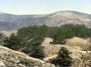 The cedars of Lebanon.