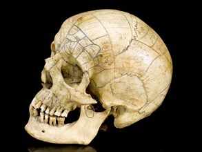 Skeleton with phrenological skull.