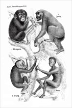 Ernst Haeckel, Anthropogeny. Gorilla and Tree of Life, the Evolution from Ape to Man, Historical,