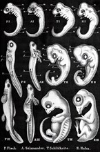 Ernst Haeckel, History of development, evolution, anthropogeny, comparative embryos of fish,