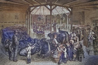 Cows being milked and children tasting the fresh milk.