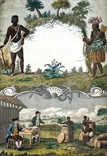 A tobacco plantation with workers.