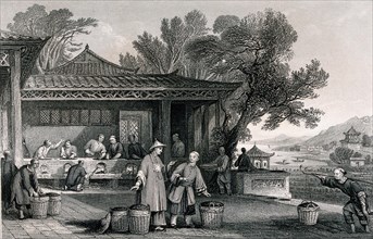 A Chinese Tea Plantation with Workers Carrying and Roasting the Tea.