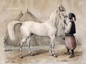 A servant in oriental dress holds a white Arabian horse by the reins, 1866, Historic, digitally