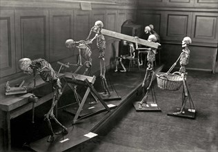 Skeletons Teach Proper Posture