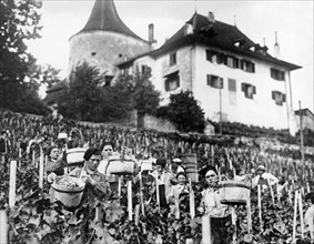 Vineyards Along Lake Bienne