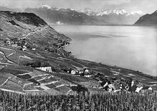 Vineyards In Lavaux