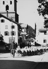 Flock of sheep in Bergün 1952.