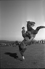 Willow near Chevenez; Cavalryman riding his horse.