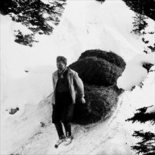 Mountain farmer pulling hay down into the valley, around 1960.