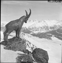 Bronze-ibex on Piz Nair 1962.