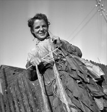 Harvesting tobacco in the Vallée de la Broye, around 1940