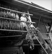 Drying tobacco leaves in the Vallée de la Broye, around 1940