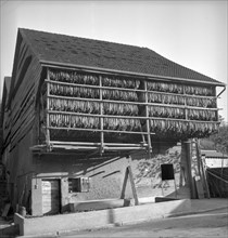 Drying tobacco leaves in the Vallée de la Broye, around 1940