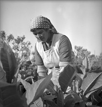 Harvesting tobacco in the Vallv©e de la Broye, around 1940 .