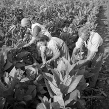 Harvesting tobacco in the Vallv©e de la Broye, around 1940 .