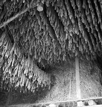 Drying tobacco leaves in the Vallée de la Broye, around 1940.