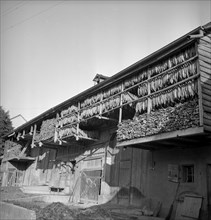 Drying tobacco leaves in the Vallv©e de la Broye, around 1940 .