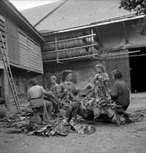 Harvesting tobacco in the Vallée de la Broye, around 1940