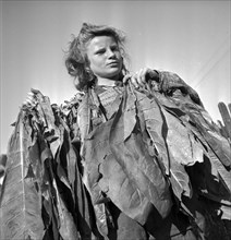 Harvesting tobacco in the Vallée de la Broye, around 1940