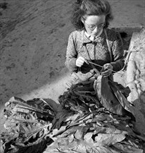 Harvesting tobacco in the Vallée de la Broye, around 1940