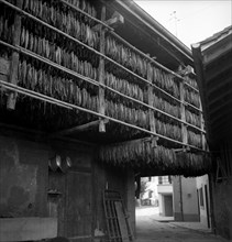 Drying tobacco leaves in the Vallv©e de la Broye, around 1940 .