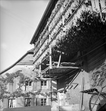 Drying tobacco leaves in the Vallée de la Broye, around 1940