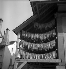 Drying tobacco leaves in the Vallv©e de la Broye, around 1940 .