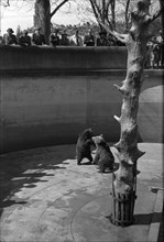 Young bears in the enclosure Baerengraben in Berne, 1945.