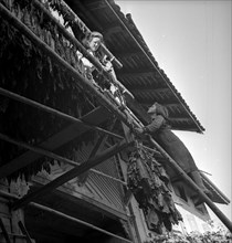 Drying tobacco leaves in the Vallv©e de la Broye, around 1940 .