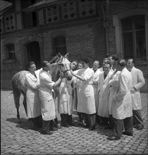 Veterinary students examine the eye of a horse, 1950 .