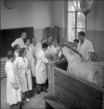 Veterinary students examine a horse, 1950 .