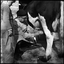 Veterinary surgeon, medical treatment of a cow, around 1955.