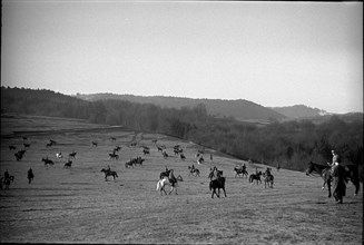 Willow near Chevenez. Cavalrymen riding their horses