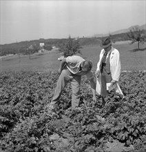 Examination of farmers at Wallierhof, Riedholz 1945