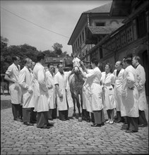 Veterinary students examine the eye of a horse, 1950