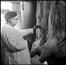 Veterinary surgeon, checking meat, around 1955