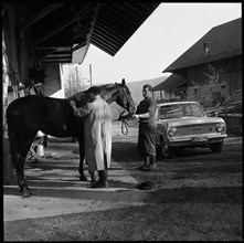 Veterinary surgeon, medical treatment of a horse, around 1955