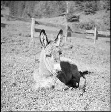 Young donkey, 1953