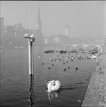 Autumn mood at the Lake Zurich, Zürich ca. 1960