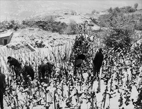 Grape harvest in snow, Sion 1965.