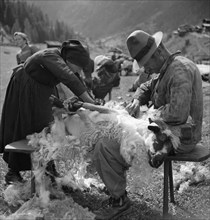 Sheep shearing in the Lotschental, 1948.