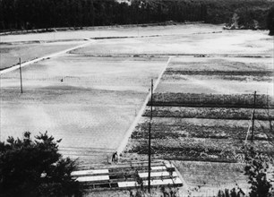 Rice field in Rheintal around 1940.