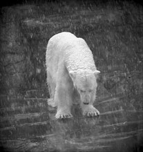 Polar bear at Zoo Zurich 1967.